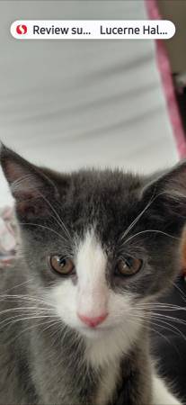 Kitten available for adoption....4 month old gray tuxedo 1