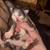 Mainecoon 1 thumbnail