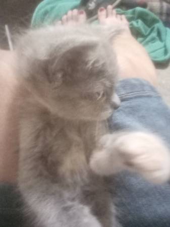 Gatitos (Temple)63839343040259121