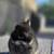 Netherland dwarf 5 thumbnail