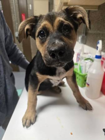 Found Female Dog - A0061527666 1