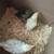 Olive Egger & Easter Egger chicks 1 thumbnail
