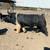 Breeding stock 1 thumbnail