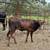 Roping Potentials | Corrientes & Longhorns 12 thumbnail