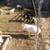 Nigerian Dwarf goats. kids 8 thumbnail