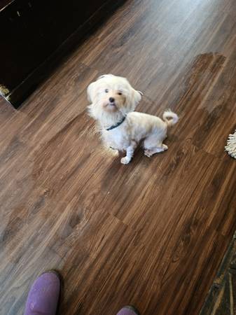 Male maltipoo 1