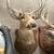 Beautiful Vintage Wall Mounts 1 thumbnail
