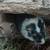 Gerbils 6 thumbnail