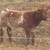 Shorthorn Steer, Shorthorn Plus Steer and 2 shorthorn heifers 1 thumbnail