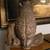 OWL STAND TABLE 18" TALL AND 19" ACROSS 2 thumbnail