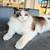 LOST CAT 2 thumbnail