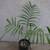 Costarican Bamboo Palms ///// CHAMAEDOREA costaricana 4 thumbnail