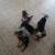Small dogs and kittens 2 thumbnail