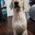 Goldendoodle Boy 8 thumbnail