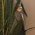 Reposting Beloved cockatiel looking for a forever family 6 thumbnail