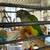 Big Bird Cage full set up........ 2 thumbnail