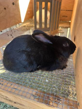 2 black female rabbits 1