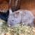 Rabbits - Cute - Soft - Need Christmas Homes !!! 7 thumbnail