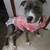 Pit bulley 3 thumbnail