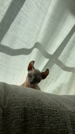 Blue Elf Eared Sphynx 1