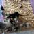 Feeder/pet rats 1 thumbnail