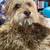 Missing Dog - Reward offered 3 thumbnail