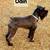 Lost small miniature black schnauzer 1 thumbnail