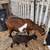Mini Nigerian Goats 5 thumbnail