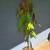 Manila Mango Tree 2 thumbnail