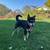 Husky mix 1 thumbnail