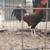 Gamefowl 2 thumbnail