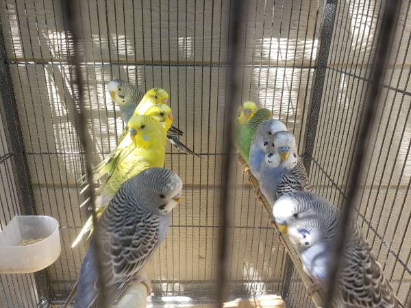 Parakeets 1