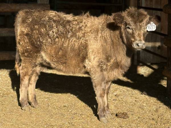 Weanling Heifer just in time for Christmas! 1