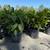 Fishtail Palm 3 Gallon 2 thumbnail