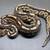 Ball python collection 3 thumbnail