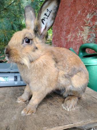 Animals (Fruitport)63910107132035121