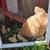 Baby chick's egg layers 2 thumbnail