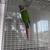 Birds 10 thumbnail
