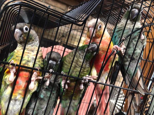 Conures Bebé Verde Mejiilla Verde, Turquesa Brumosa, Piña y más (Ocala)63687883145857120