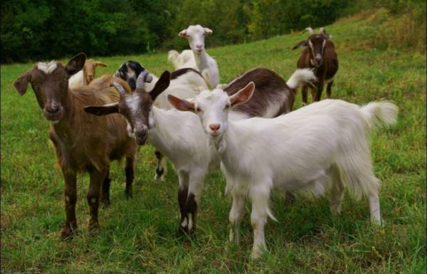 ISO Free goats 1