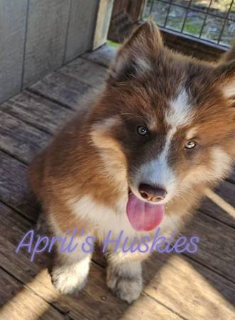 Husky puppies63671518691201122