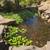 Water Hyacinth / Water Plants, Koi Pond 9 thumbnail