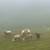 Katahdin sheep 4 thumbnail
