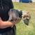 Catahoula/shepherd mix puppies 5 thumbnail