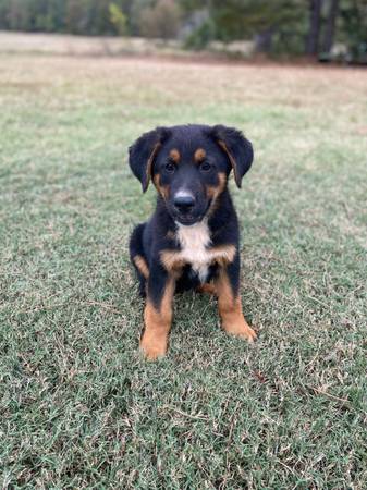 Euro Sheparnese Puppy 1