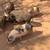 Kune Kune pigs and piglets 14 thumbnail