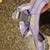 Paw-Pawify purple reflective dog harness 4 thumbnail