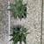Spiral aloe (aloe polyphylla) succulents 1 thumbnail