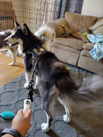Siberian husky 1