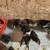 Quails Babies 5 thumbnail